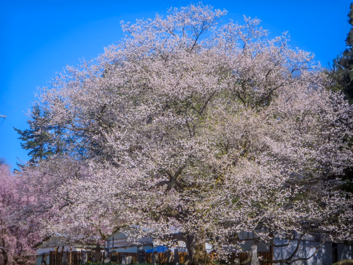 投稿写真：立屋の桜