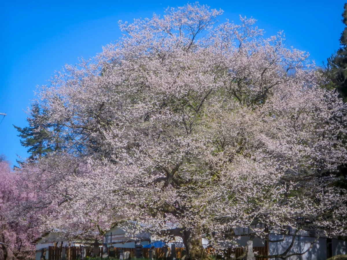 投稿写真：立屋の桜