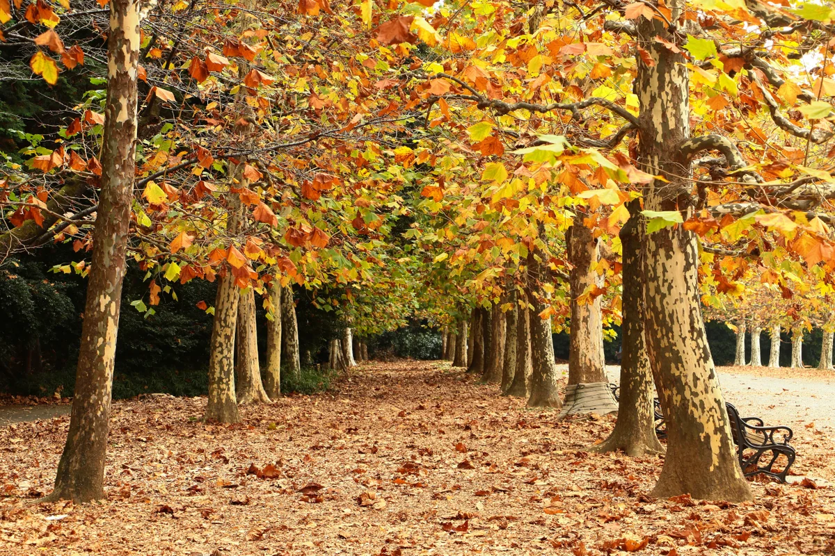 投稿写真：プラタナス並木