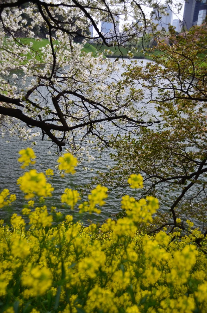 投稿写真：お濠の春
