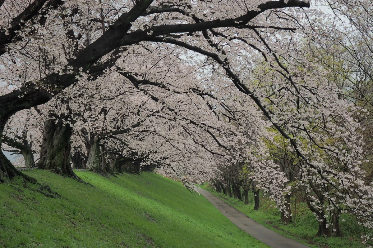 投稿写真：背割り堤桜