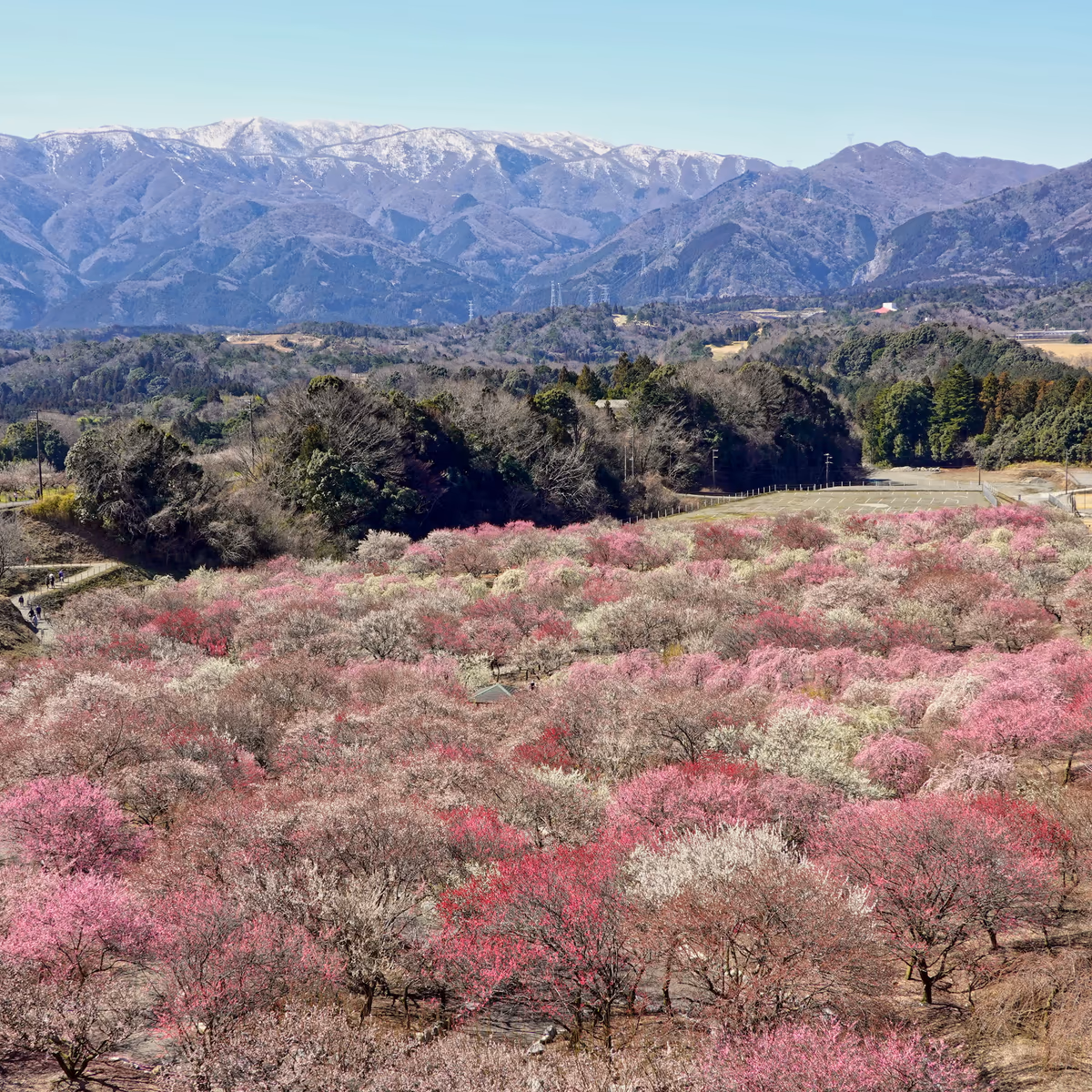 投稿写真：雪化粧の鈴鹿山系と梅林公園