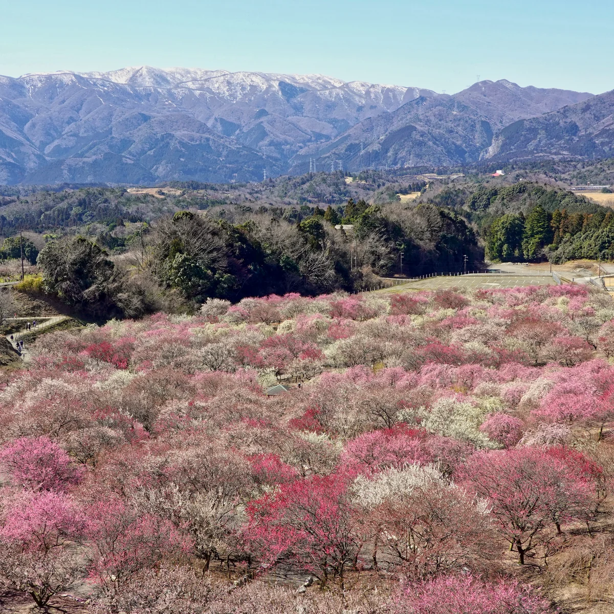投稿写真：雪化粧の鈴鹿山系と梅林公園