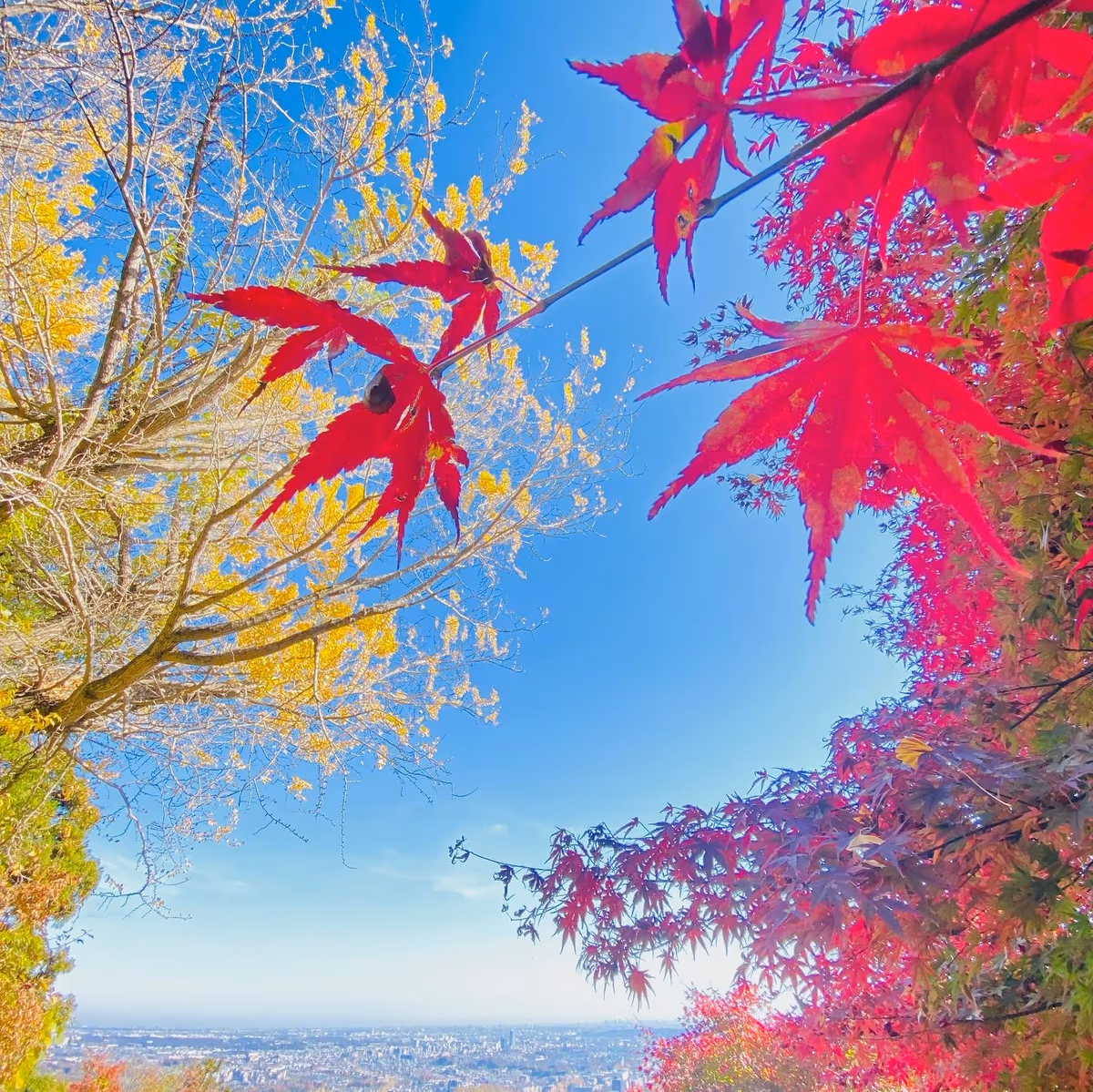 投稿写真：高尾山　金比羅台