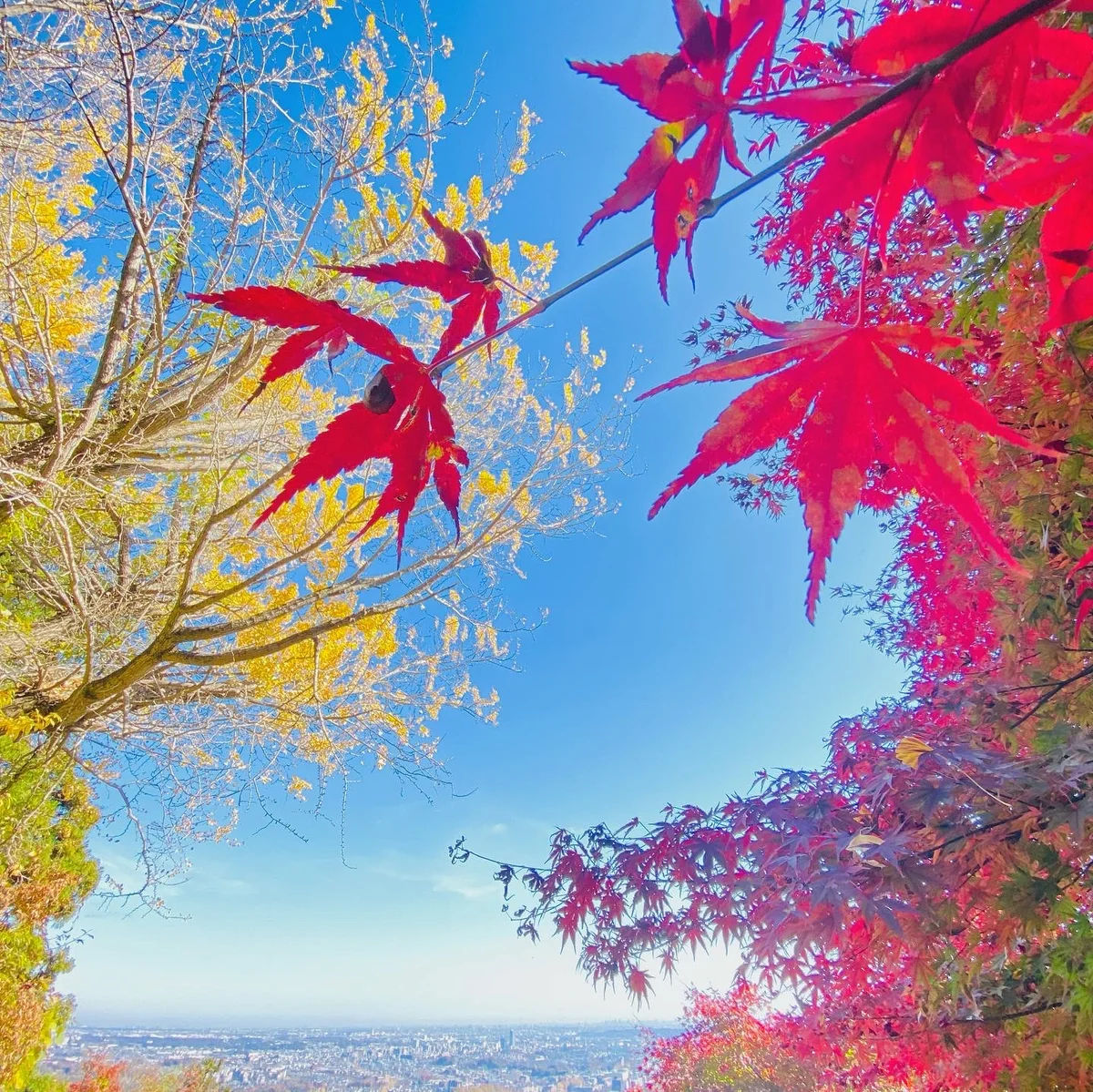 投稿写真：高尾山　金比羅台