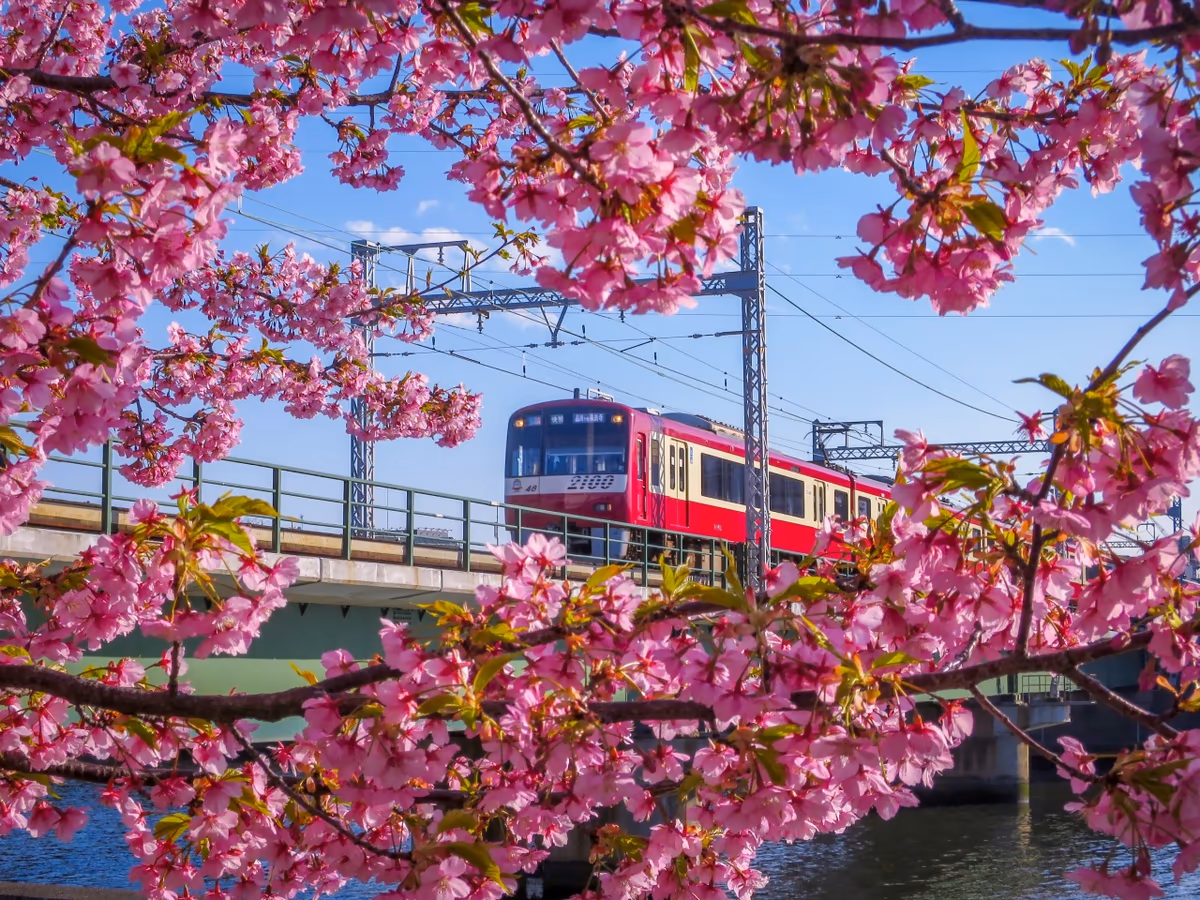 投稿写真：河津桜と京急電車