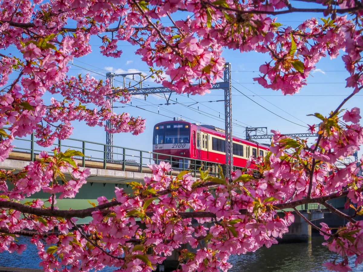 投稿写真：河津桜と京急電車
