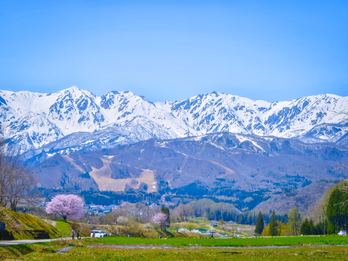 投稿写真：青空に映える満開の一本桜と残雪の白馬三山
