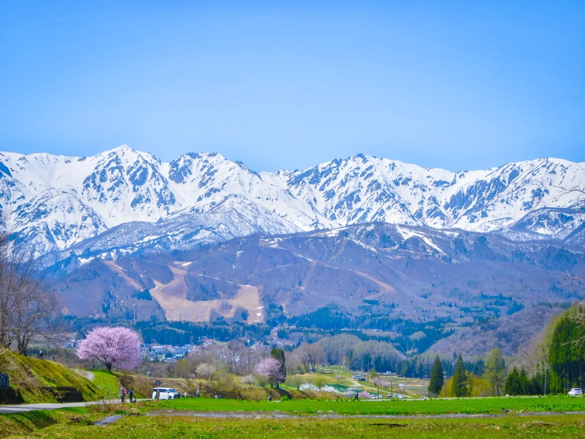 投稿写真：青空に映える満開の一本桜と残雪の白馬三山