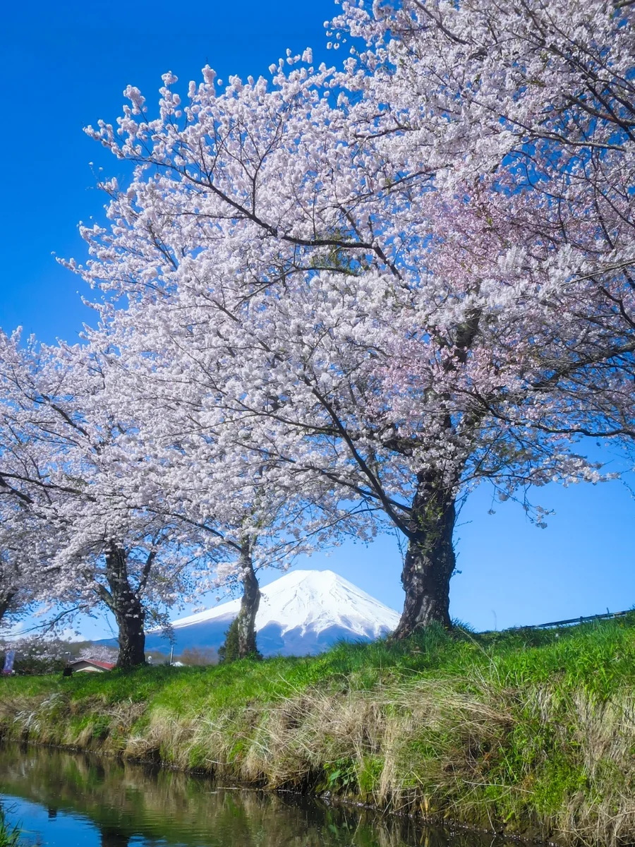 投稿写真：満開の桜と富士山