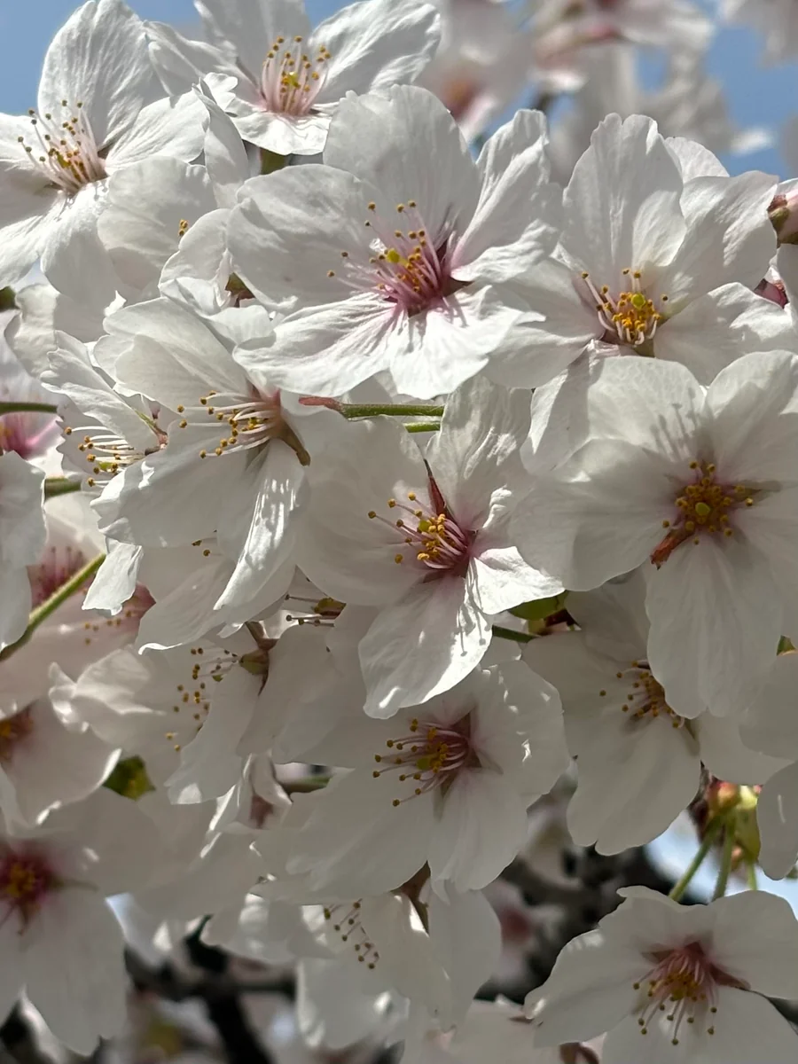 投稿写真：高田千本桜