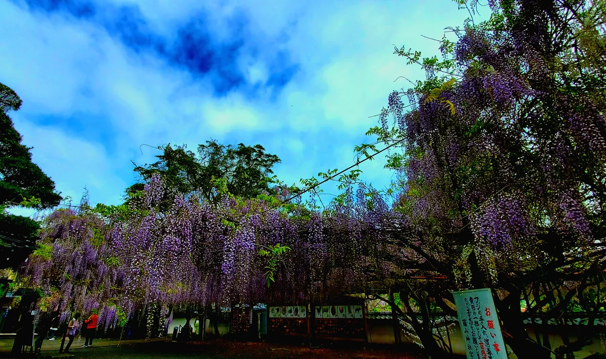 投稿写真：藤三昧