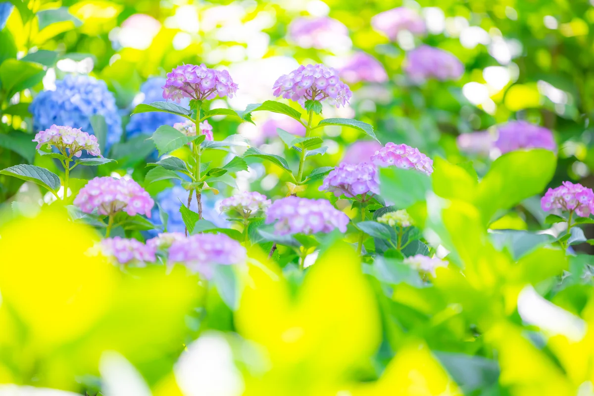 投稿写真：白山神社の紫陽花