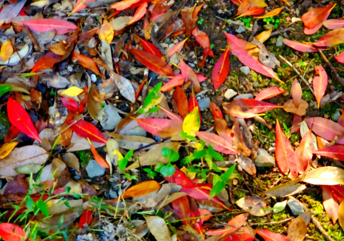 投稿写真：秋色のはじまり