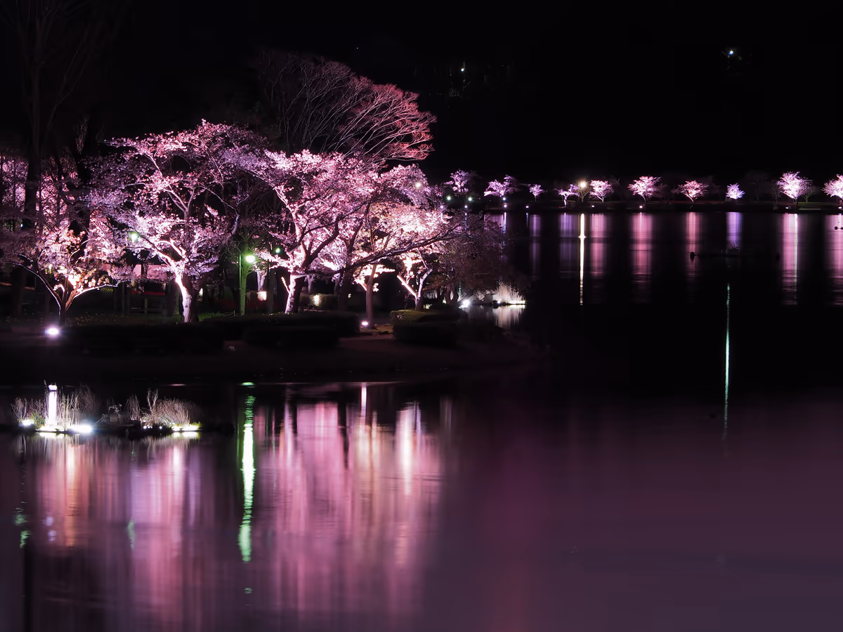 投稿写真：千波湖と桜
