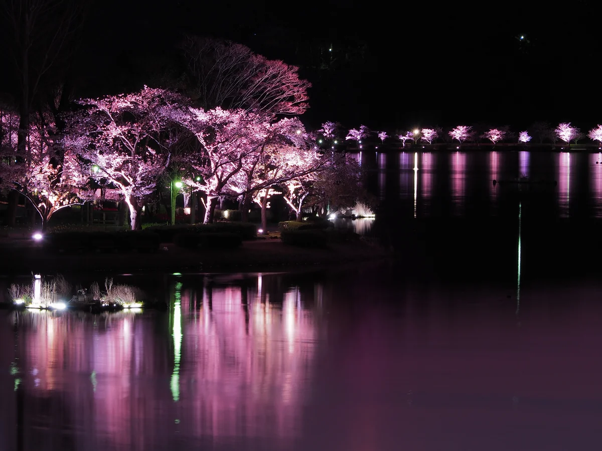 投稿写真：千波湖と桜