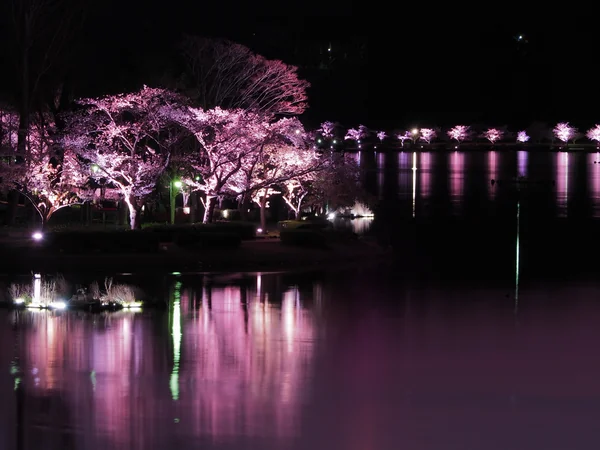投稿：千波湖と桜