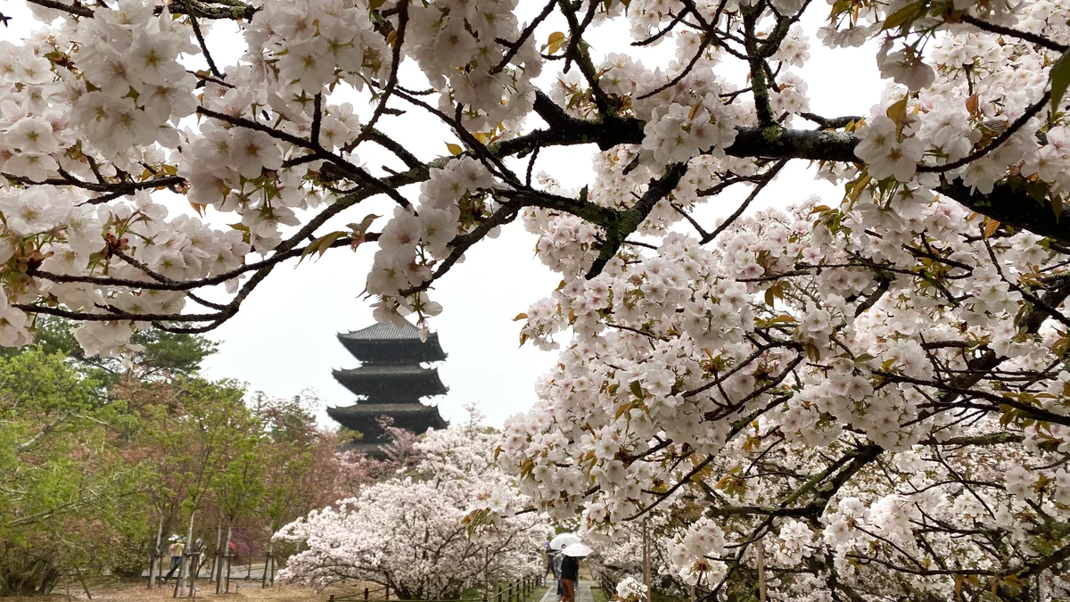 投稿写真：御室桜