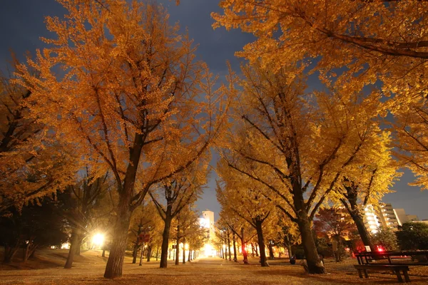 投稿：深夜の銀杏並木