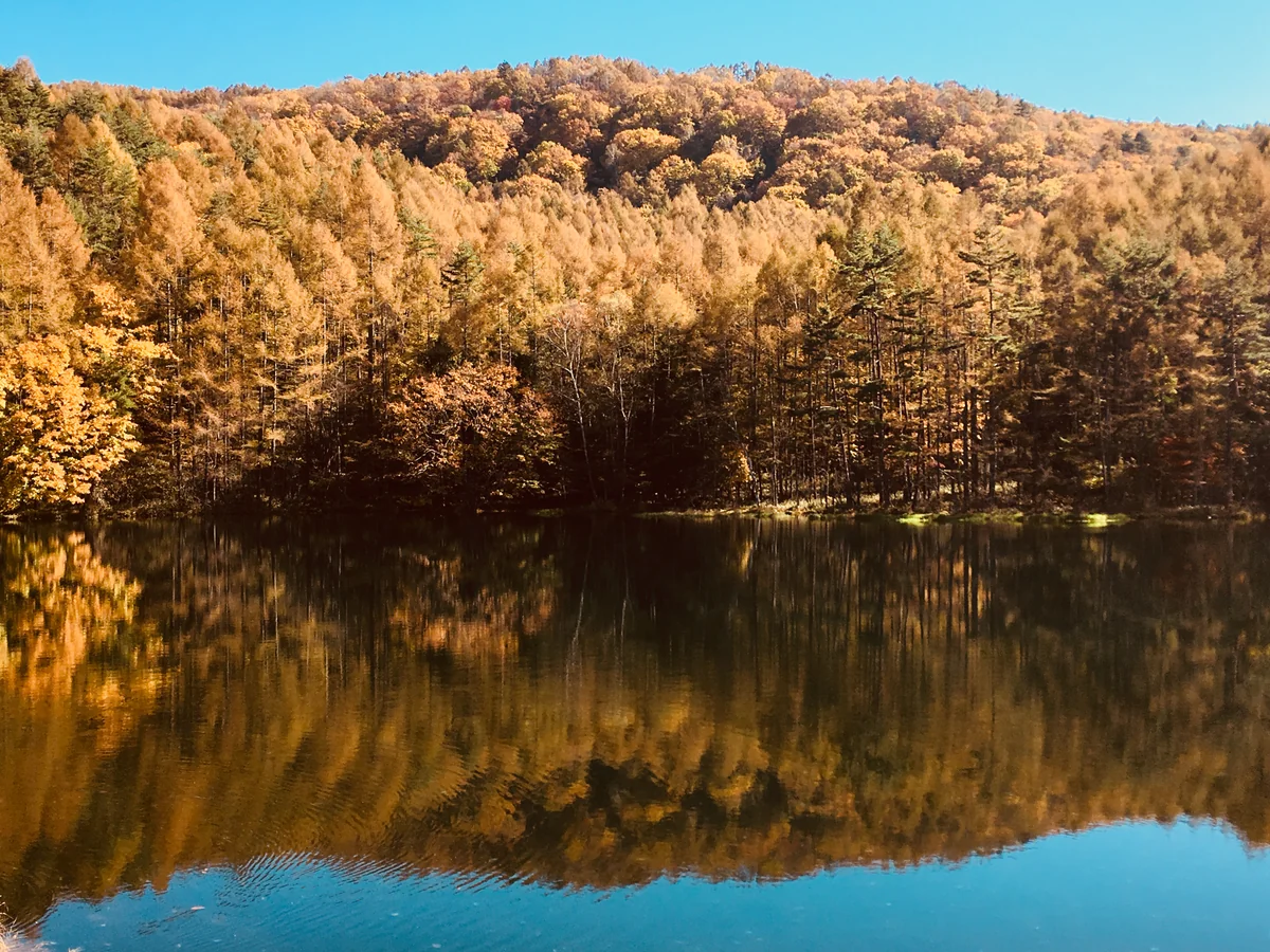 投稿写真：御射鹿池と秋