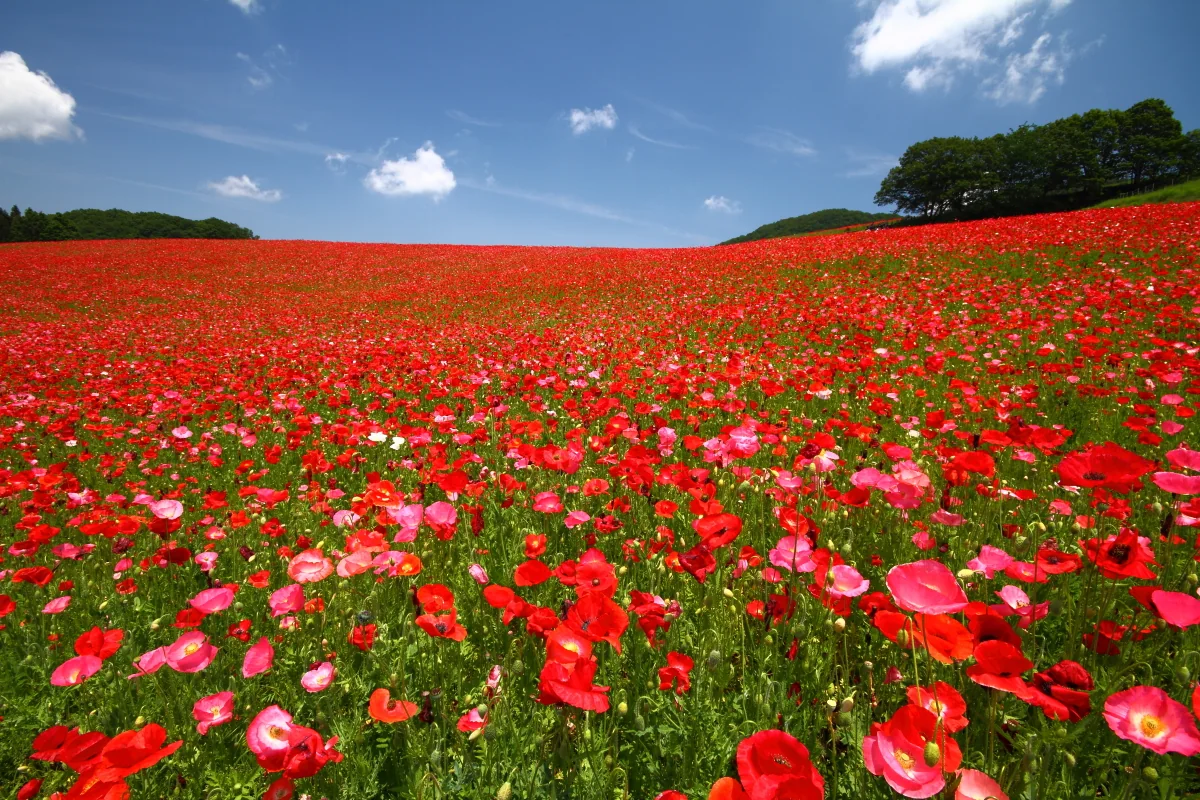 投稿写真：天空のポピー園