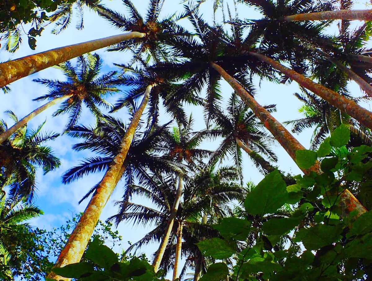 投稿写真：やしの木🌴
