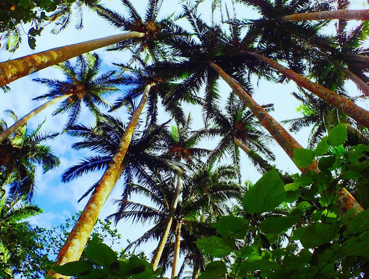 投稿写真：やしの木🌴