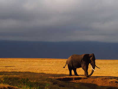 投稿：朝日と象。