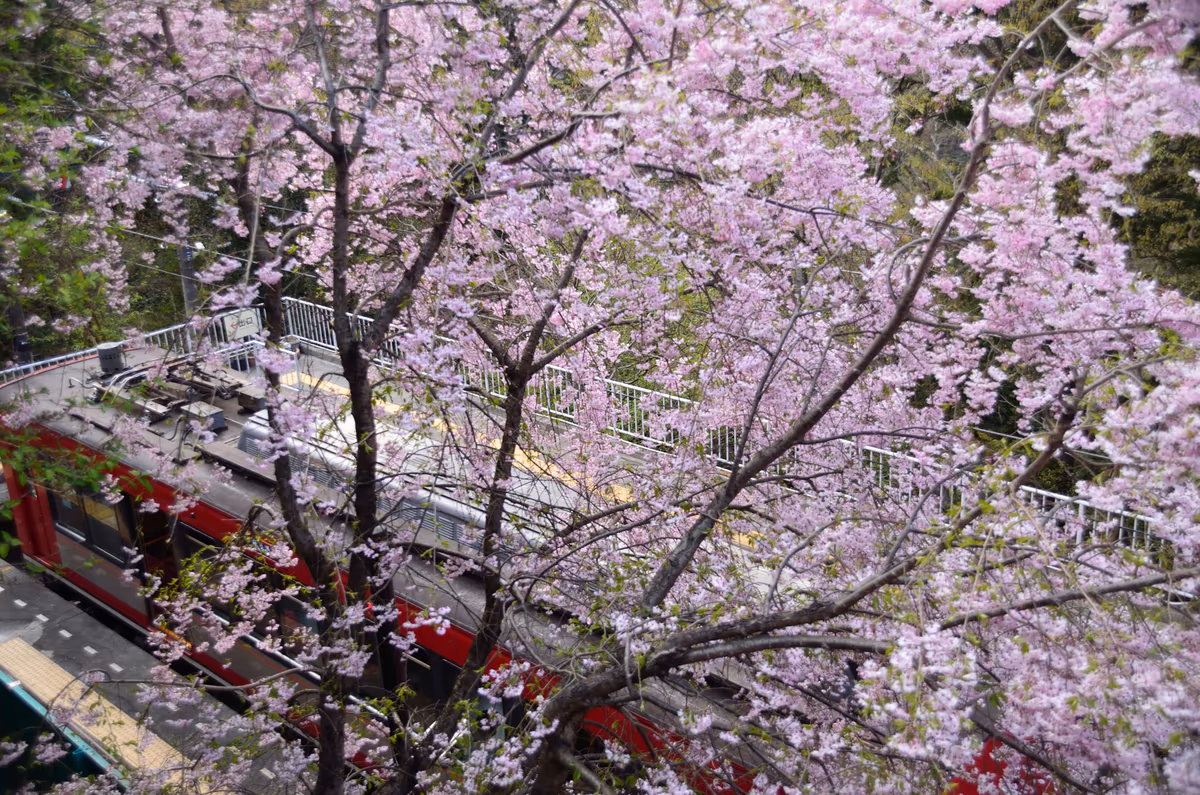 投稿写真：箱根登山鉄道　大平台駅　桜