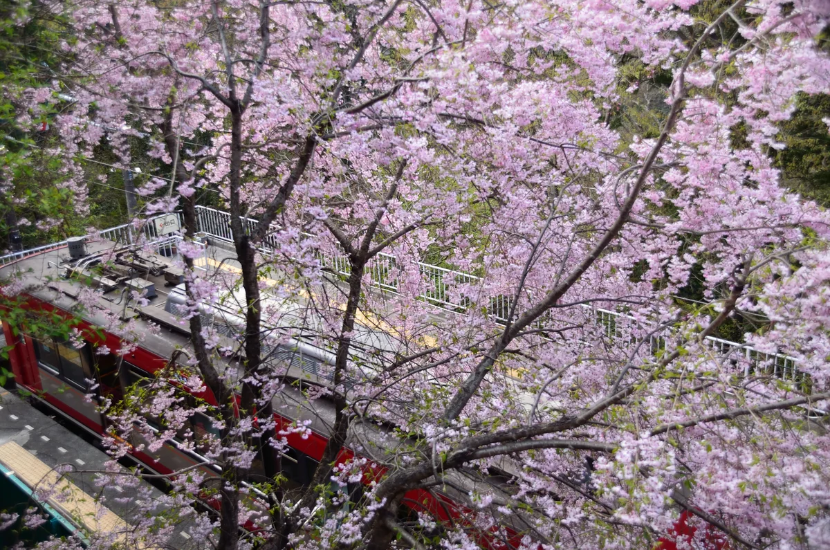 投稿写真：箱根登山鉄道　大平台駅　桜
