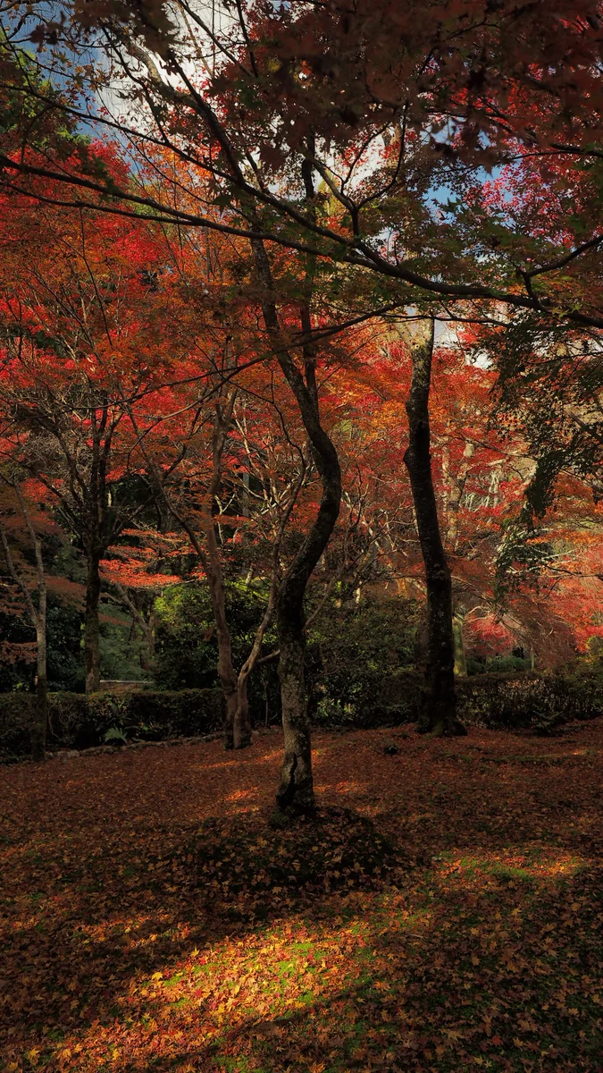 投稿写真：常照寺紅葉