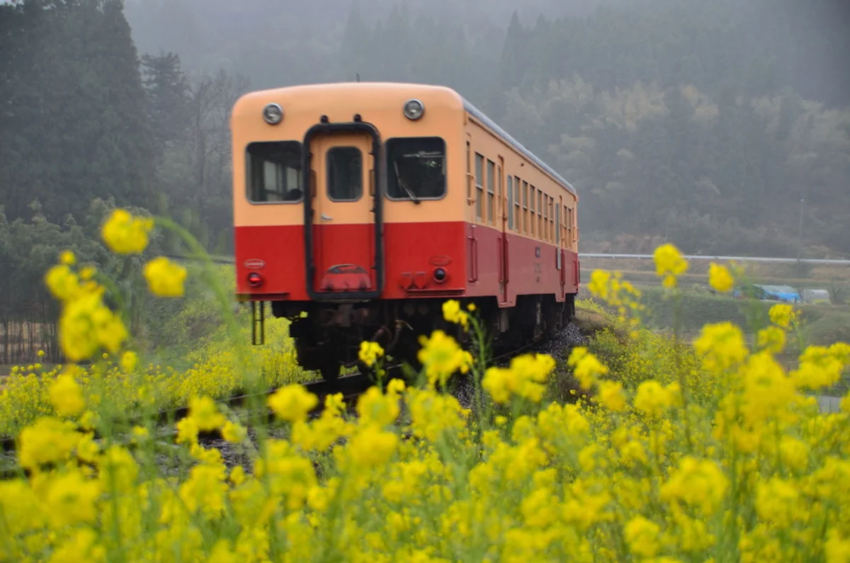 投稿写真：菜の花の中を走る