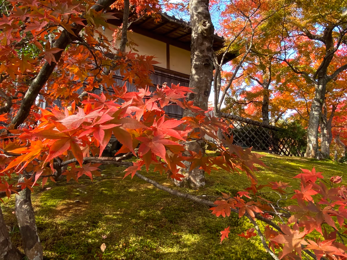 投稿写真：紅葉絶頂2