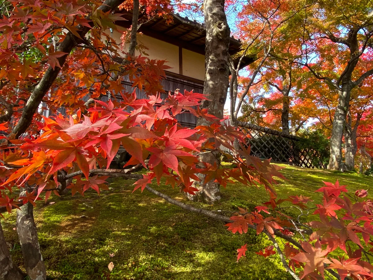 投稿写真：紅葉絶頂2