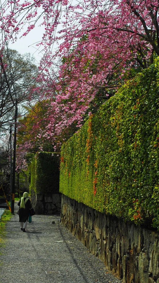 投稿写真：東山界隈の桜