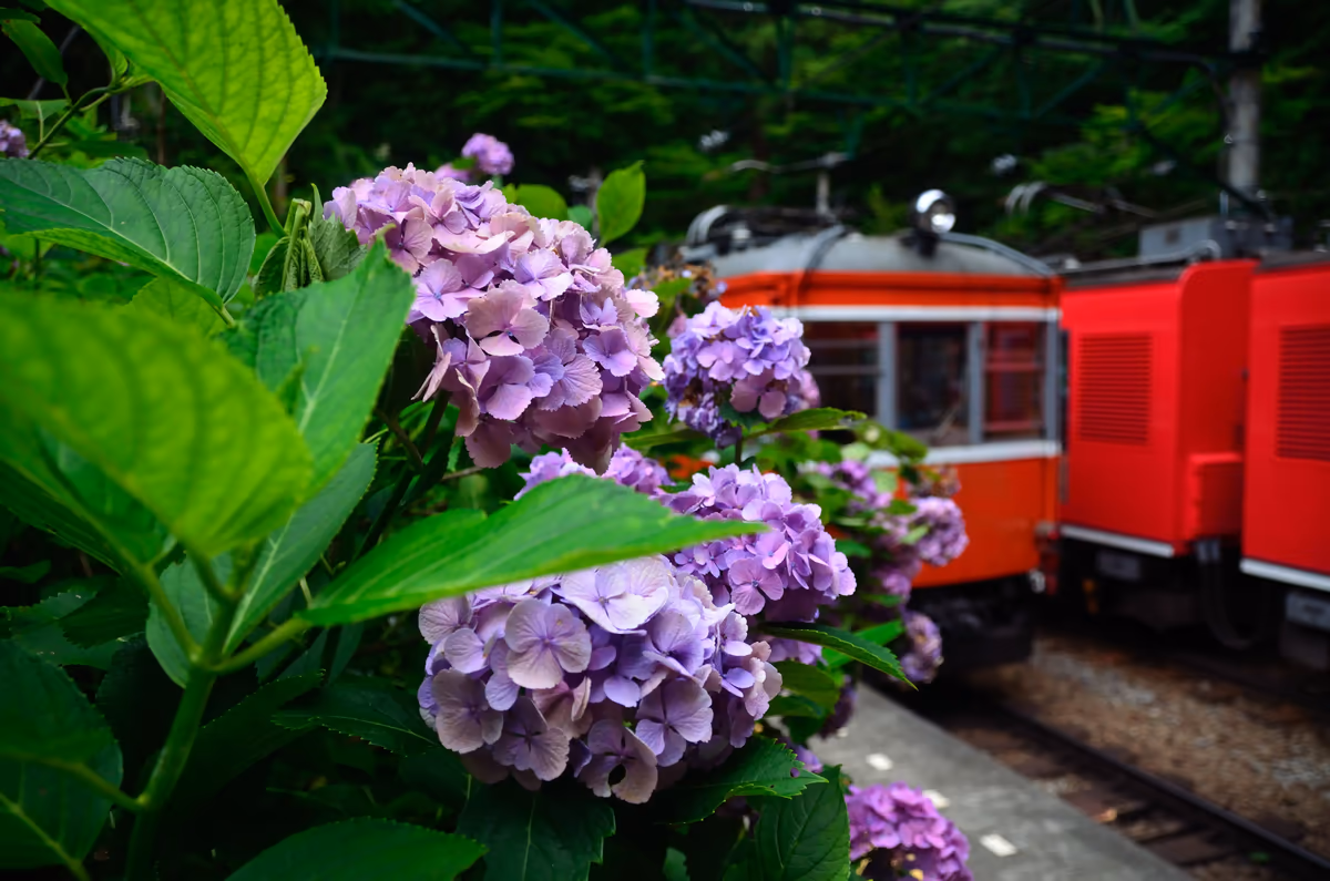投稿写真：箱根登山鉄道　紫陽花
