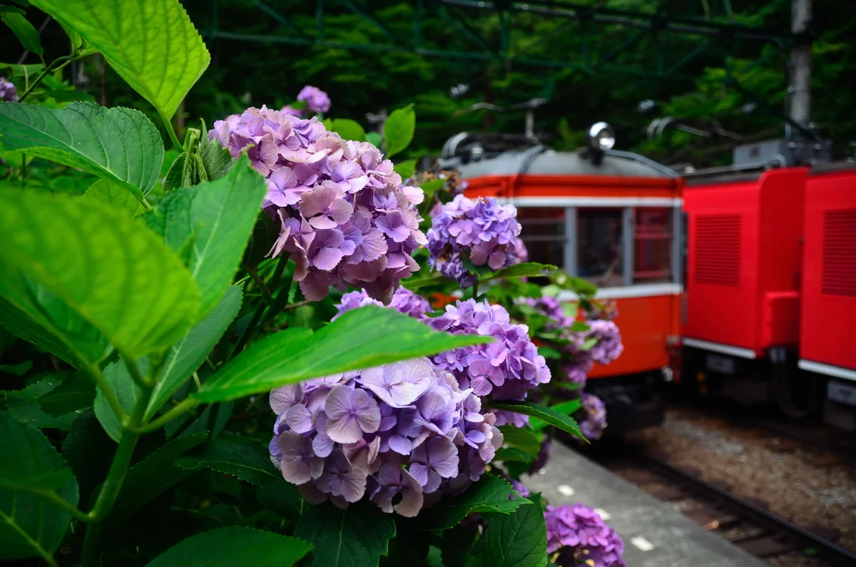 投稿写真：箱根登山鉄道　紫陽花