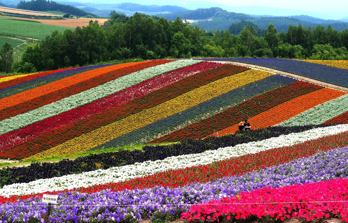 投稿写真：四季彩の丘の二人