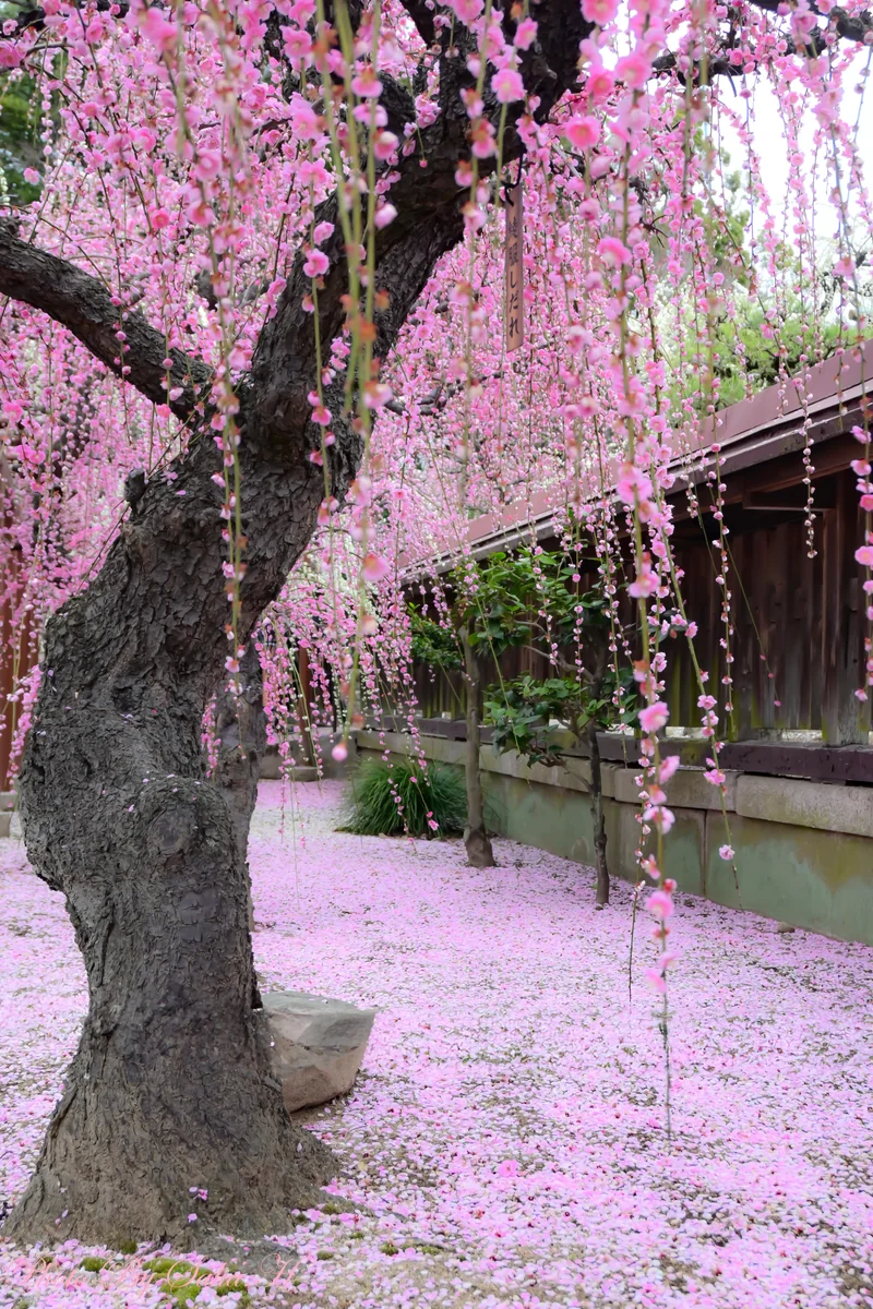 投稿写真：散ってもまた良し