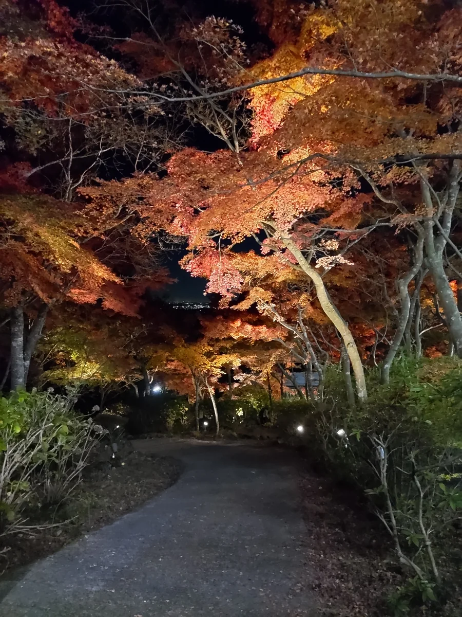 投稿写真：筑波山の夜紅葉