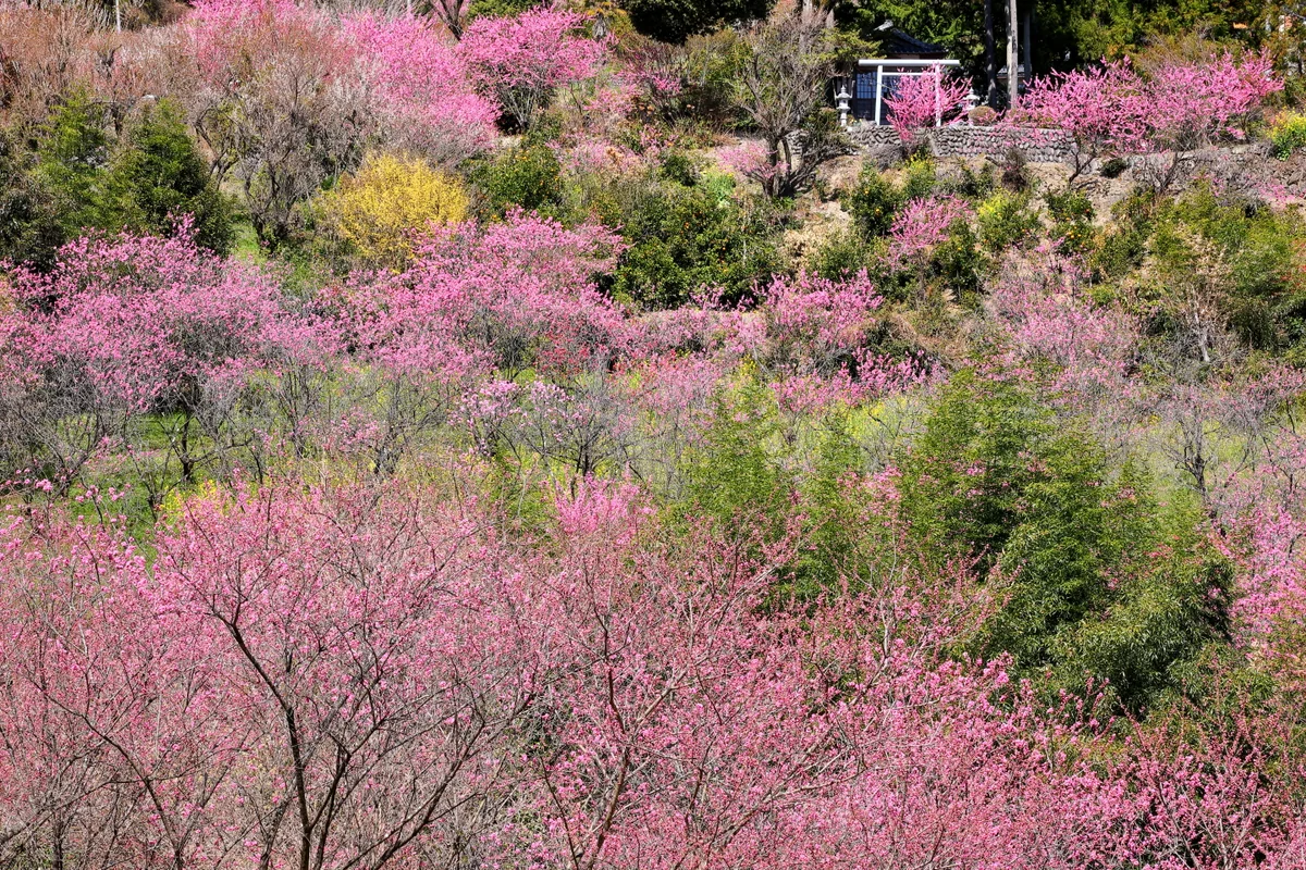 投稿写真：里山がピンクに染まる大内沢花桃の郷