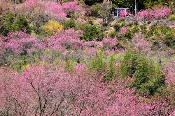 投稿：里山がピンクに染まる大内沢花桃の郷