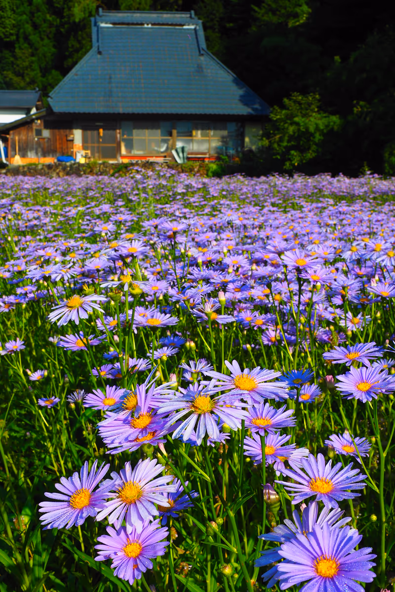 投稿写真：夏の北山友禅菊