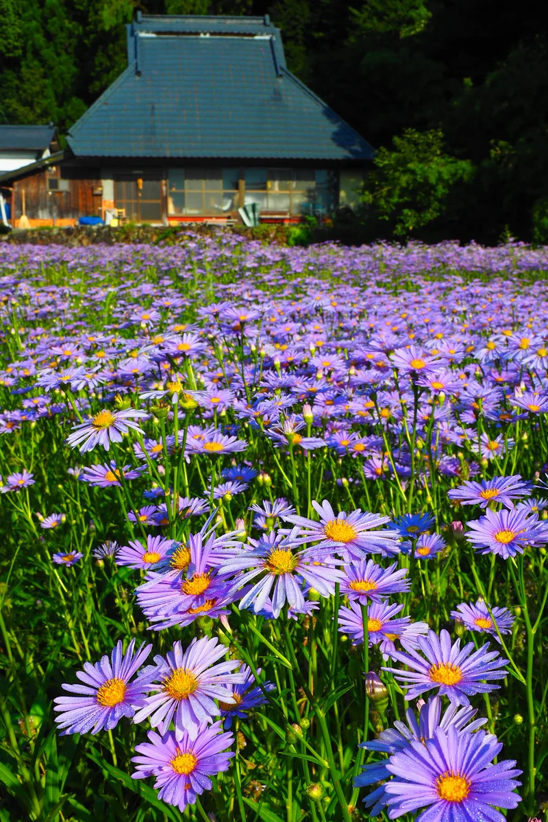 投稿写真：夏の北山友禅菊