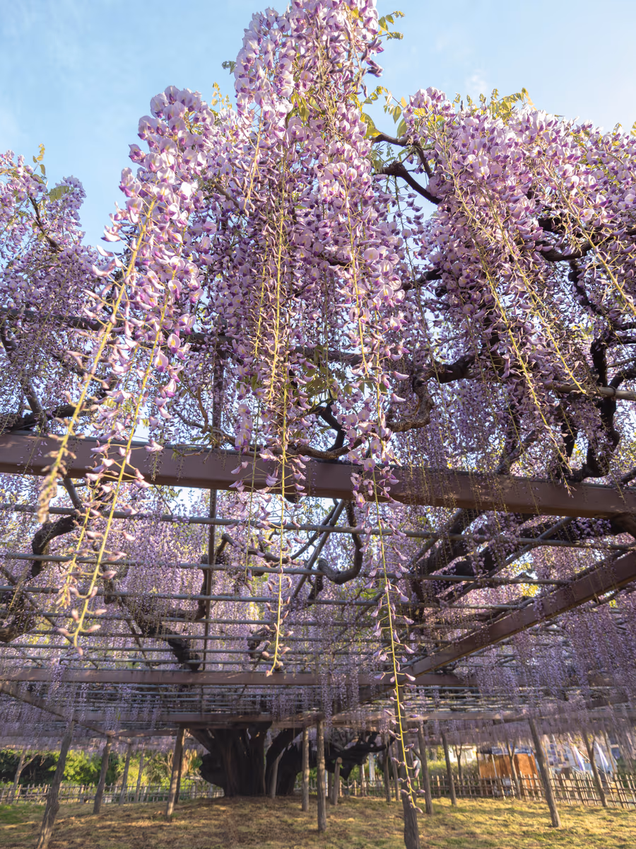 投稿写真：玉敷神社 大藤