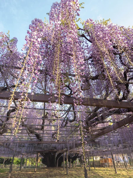 投稿：玉敷神社 大藤