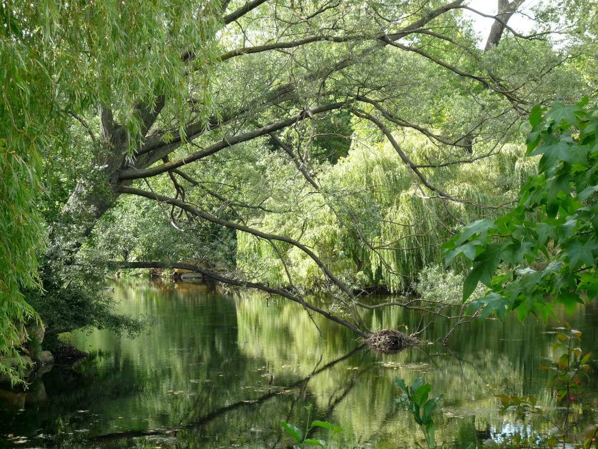 投稿写真：庭 1