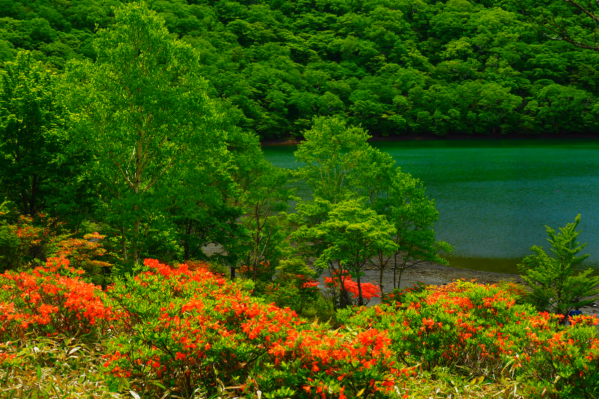 投稿写真：赤城山　湖畔の紅