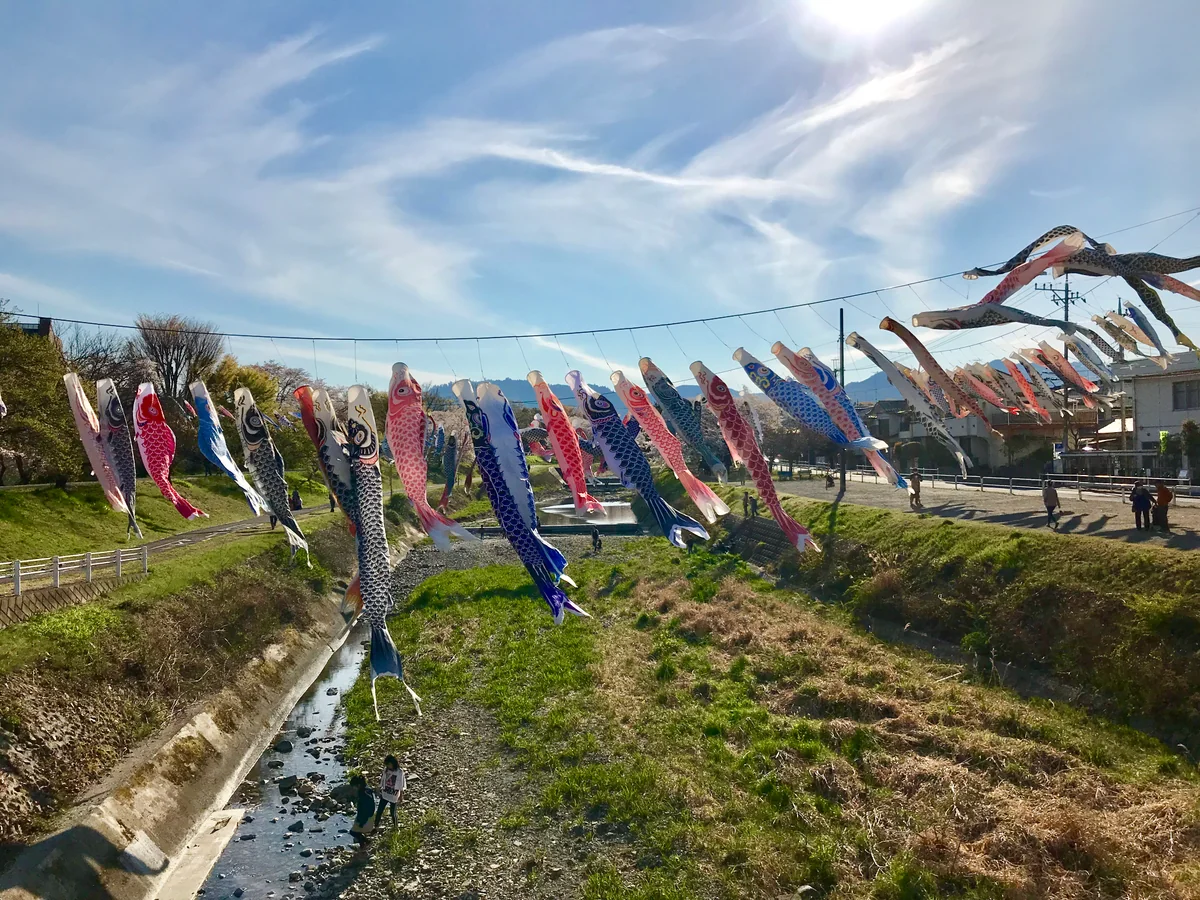 投稿写真：浅川の鯉のぼり