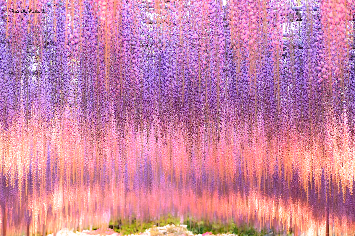 投稿写真：輝